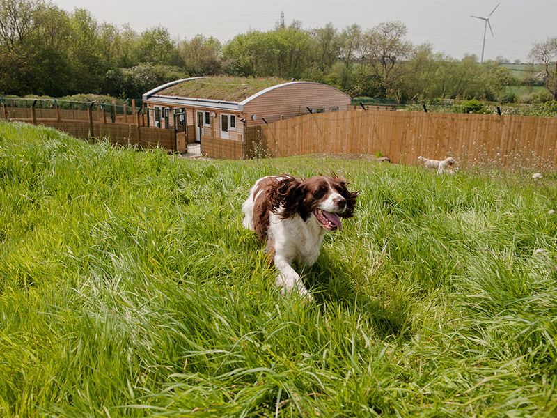 East midlands hot sale dogs trust